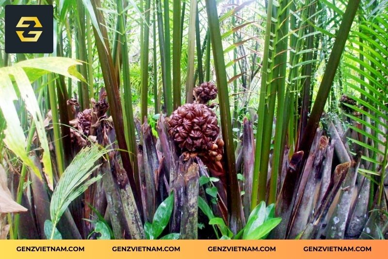 Dừa nước (Nipa Palm Fruit)